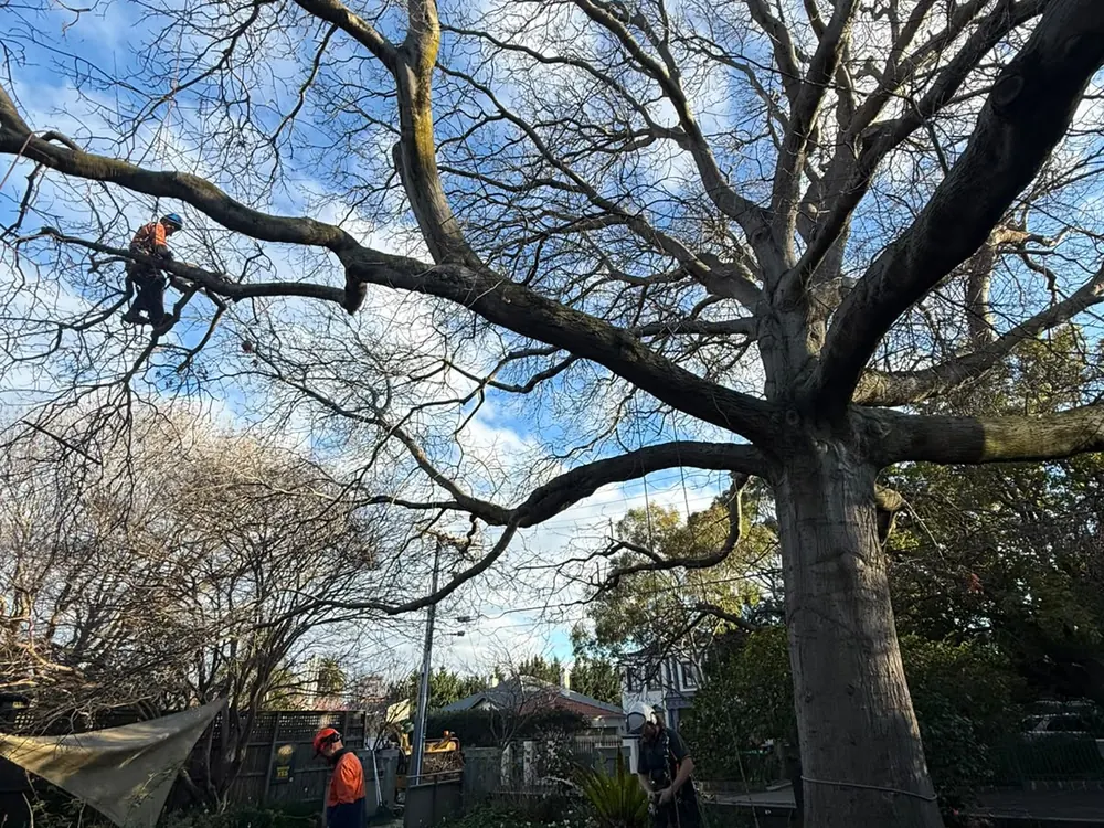 Climbing arborist on a limb during crown reduction of a mature tree