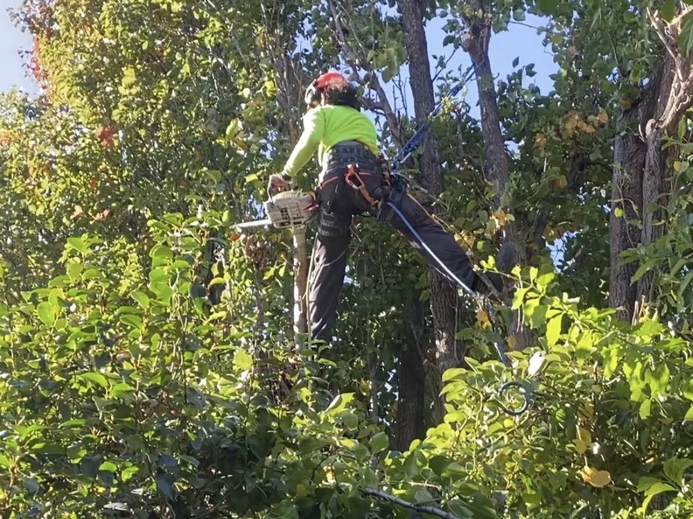 TLC climbing arborist in harness and helmet using a chainsaw in the canopy