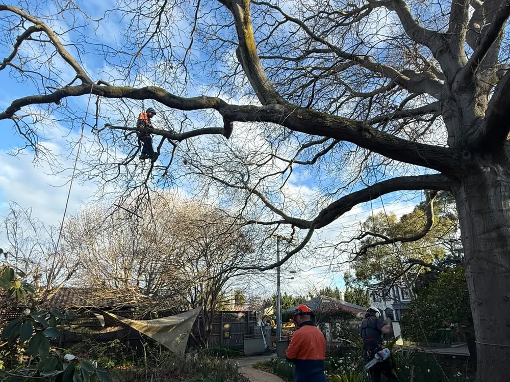 Arborist on rope in a mature tree with ground crew in high-vis below